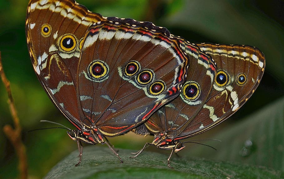 morpho, peleides, butterfly, butterflies, insect, nature, animal HD wallpaper