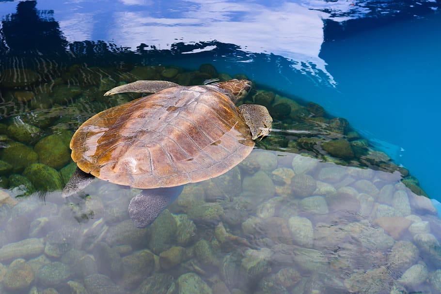turtle, water, animal, aquatic, animal wildlife, animals in the wild HD wallpaper