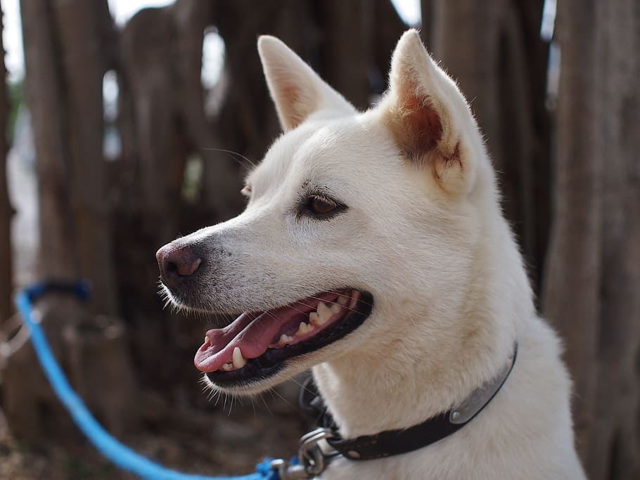 Dog, Profile, Cute, White, domestic animals, pets, animal themes HD wallpaper