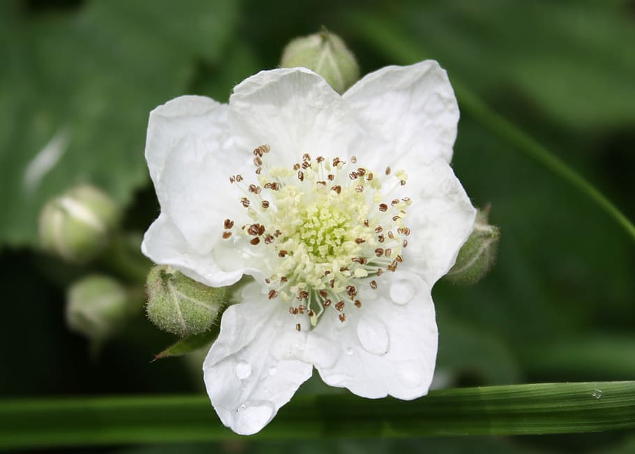 Blossom, Spring, Bloom, Rainy Day, white flower, white color HD wallpaper
