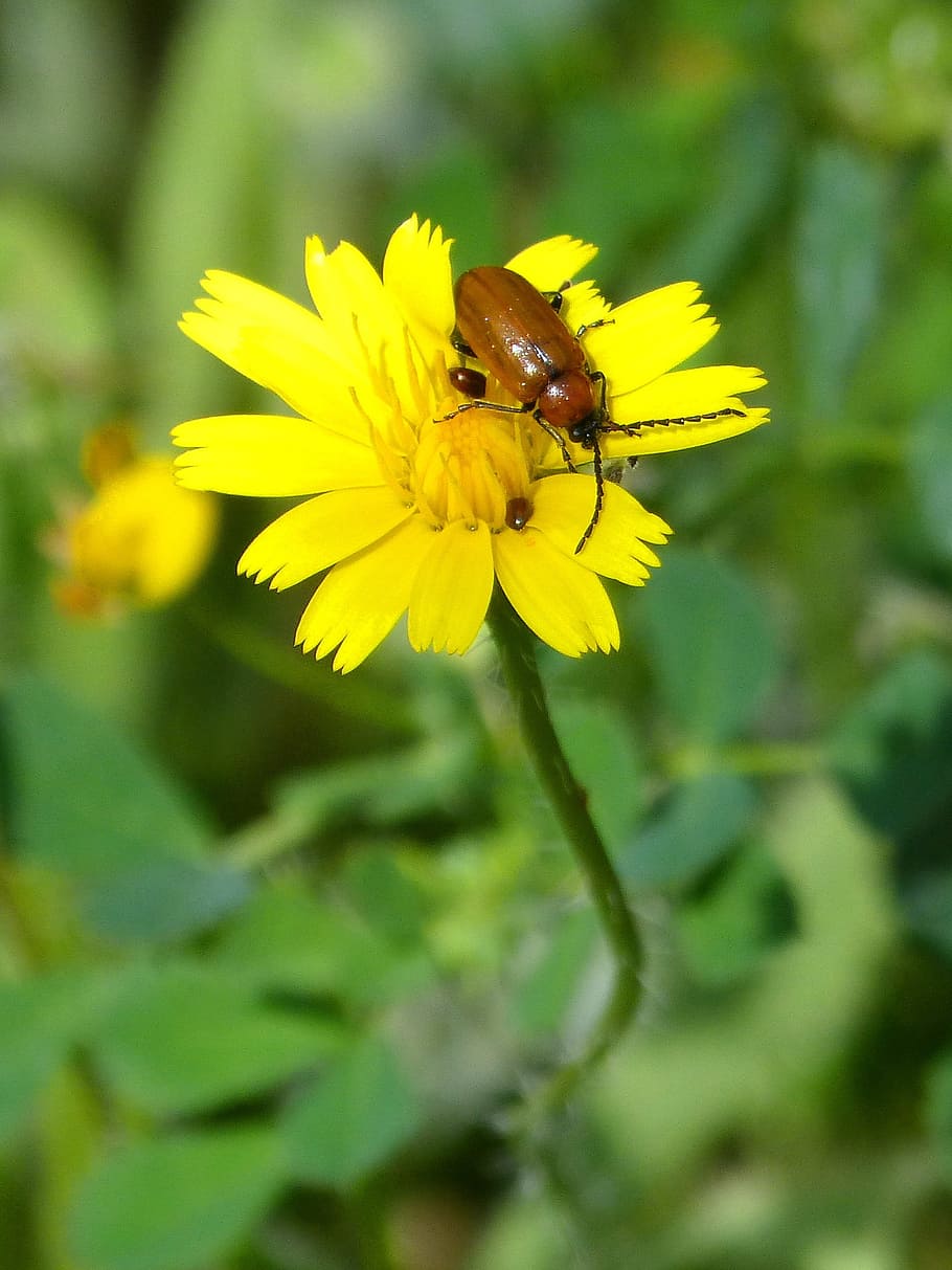 Weevil, Beetle, Diptera, young, orange beetle, dandelion, antennas HD wallpaper