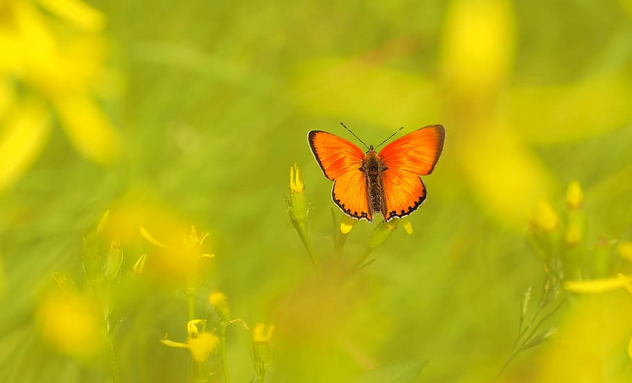 shallow focus photography of orange and black butterfly, insect HD wallpaper
