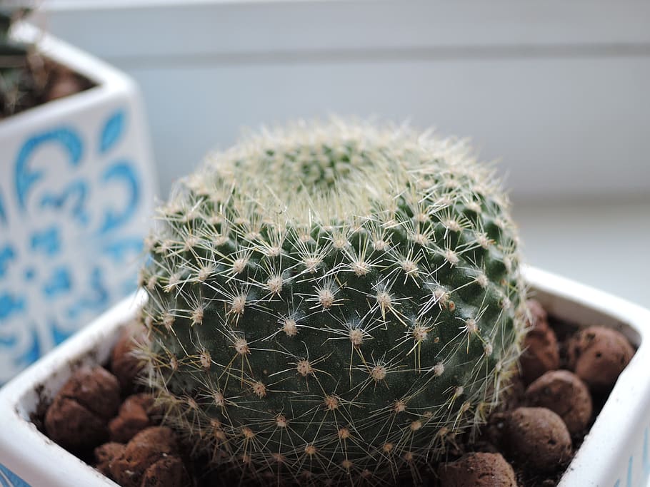 cactus, round, scratchy, green, plant, succulent plant, thorn HD wallpaper