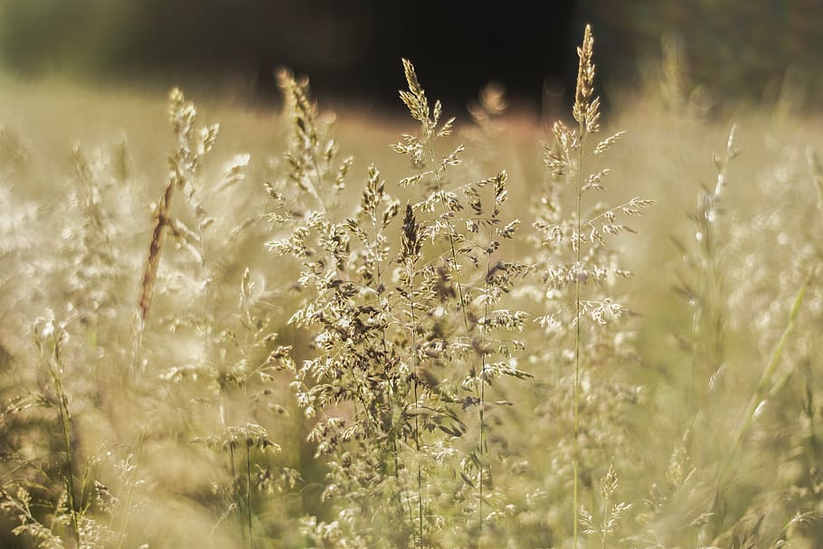 nature, corn, plants, summer, field, landscape, meadow, poland HD wallpaper
