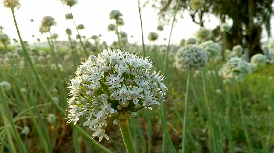 HD wallpaper Flower, White, Onion, Nature, onion flower, growth, grass, plant Wallpaper Flare