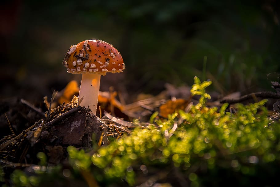 selective focus photography of orange shroom, fly agaric, forest HD wallpaper