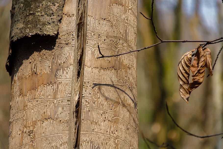 Tree Trunk, Bark, Forest, Nature, Wood, animal, branch, close-up HD wallpaper
