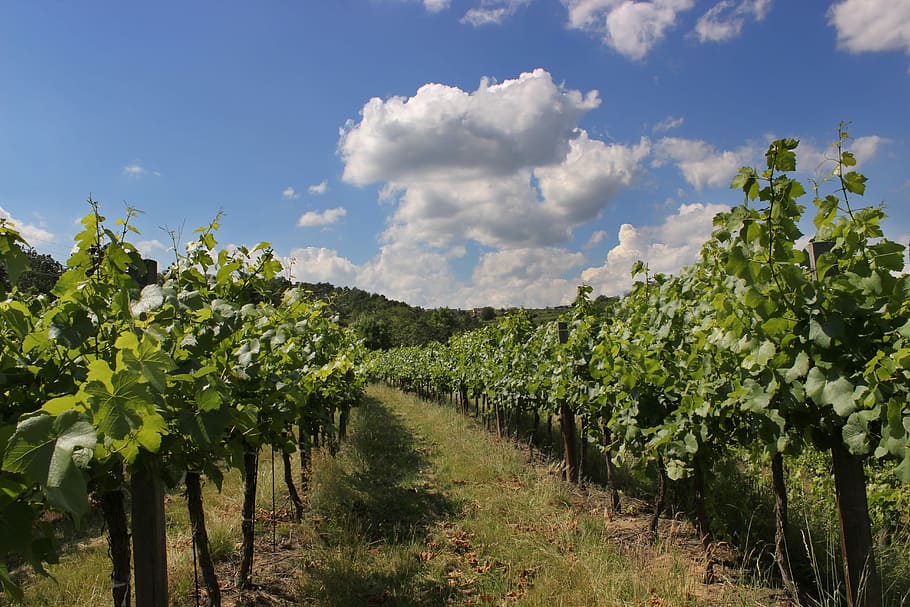 Vineyard, Clouds, Sky, Blue, Sky, Blue, Sky Blue, landscape HD wallpaper