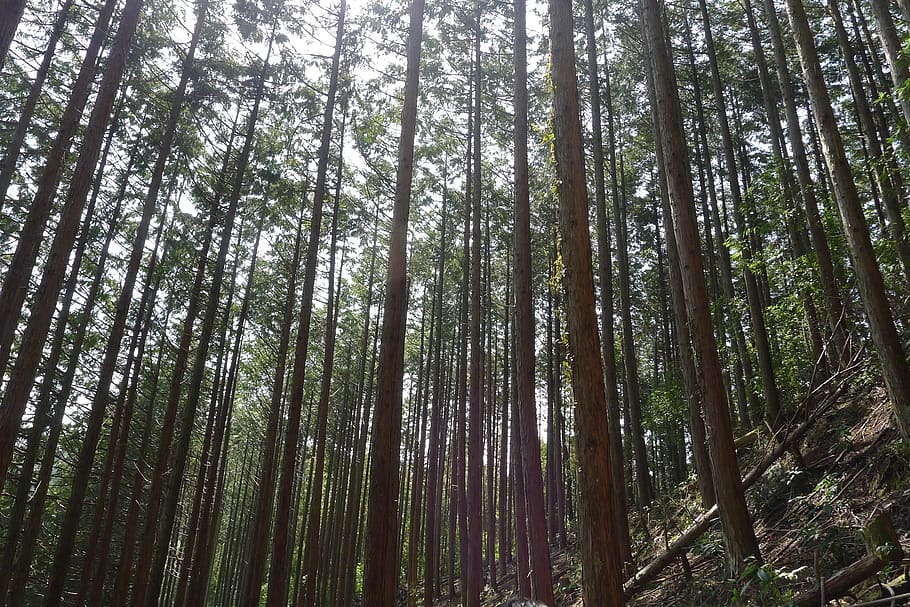 mountain, forest, woods, thinning, cypress, tree, plant, land HD wallpaper