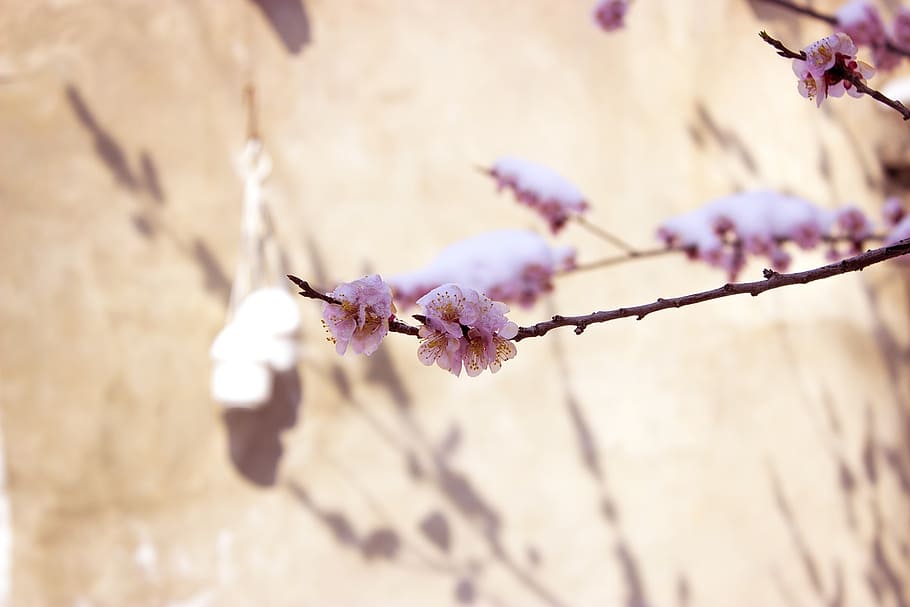 spring, flower, nature, beauty, beautiful, floral, garden, natural HD wallpaper