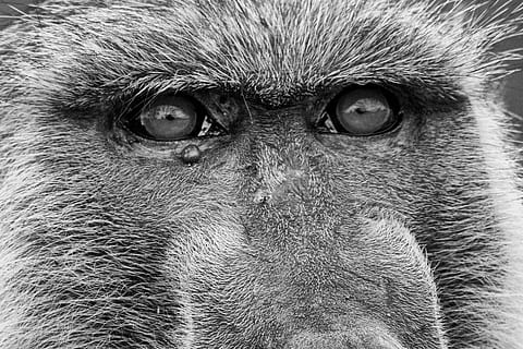 Ape, Baboons, Old World Monkey, Primates, important, safari HD wallpaper