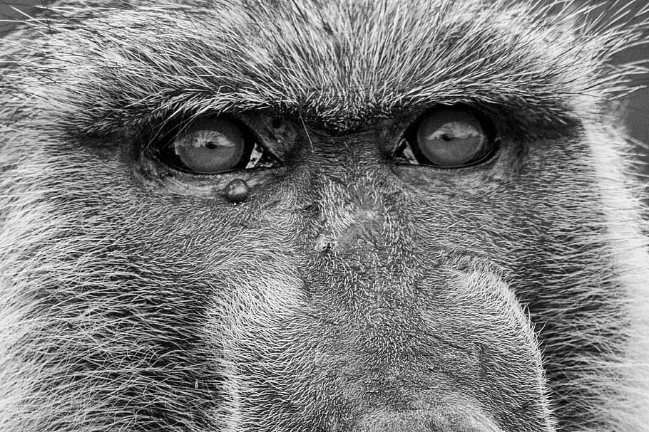 Ape, Baboons, Old World Monkey, Primates, important, safari HD wallpaper