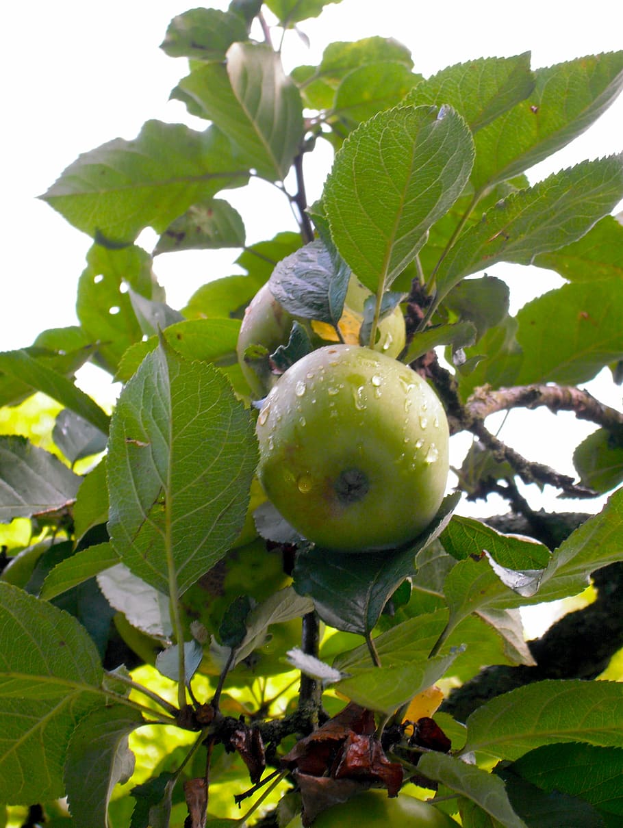 apple, raindrop, green, fruit, leaf, plant part, growth, tree HD wallpaper