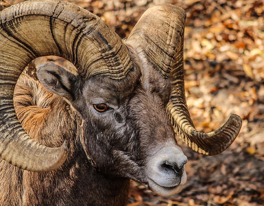 brown horned animal, bighorn ram, male, horns, rocky mountain bighorn sheep, HD wallpaper