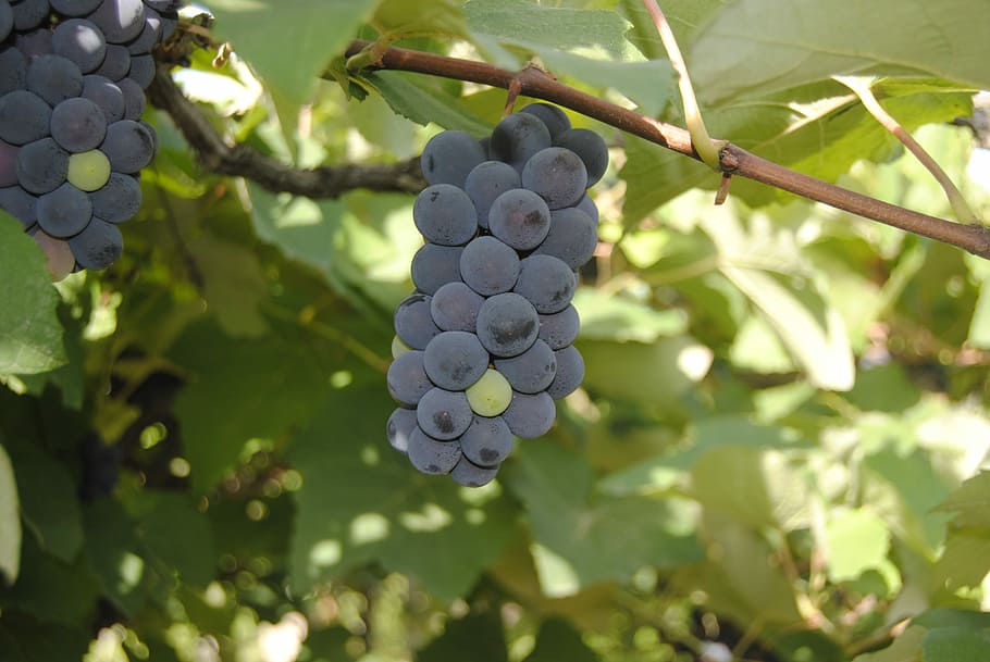 Grapes, Purple, Wine, fruit, food and drink, leaf, growth, bunch HD wallpaper