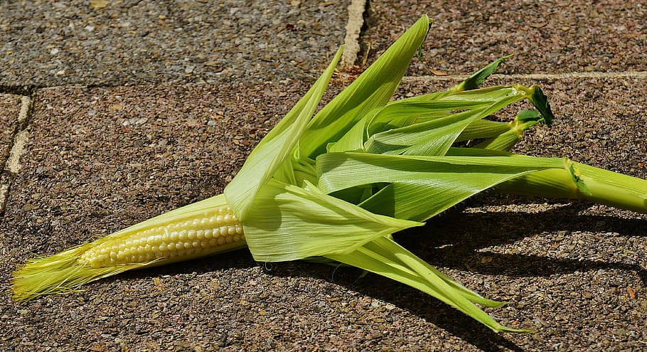 corn, young, vegetables, plant, summer, agriculture, nature HD wallpaper