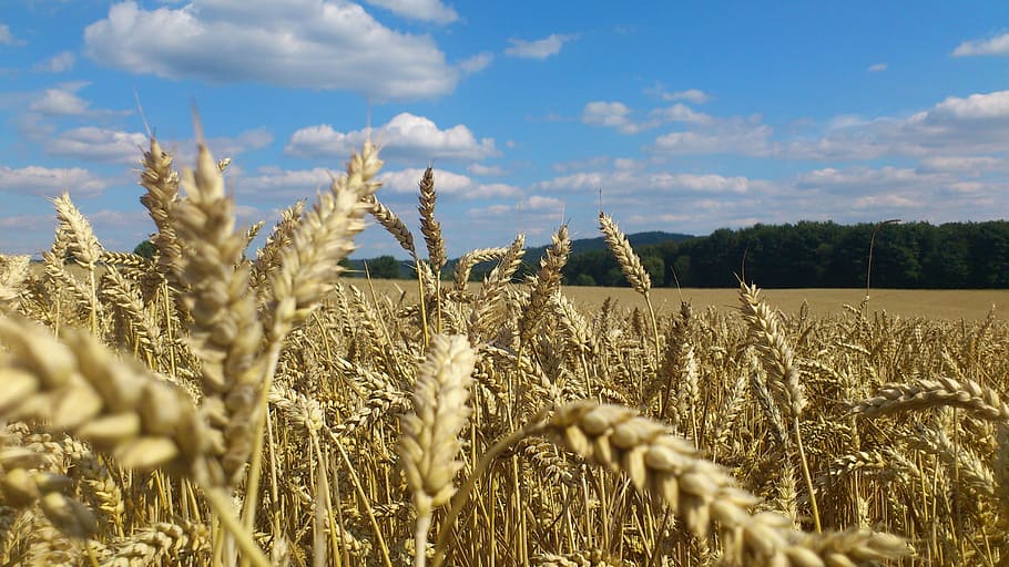wheats under cloudy sky, Wheat Field, Spike, wheat spike, cereals HD wallpaper