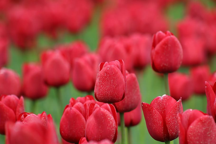 tulips, red, flowers, spring, nature, spring flower, close HD wallpaper