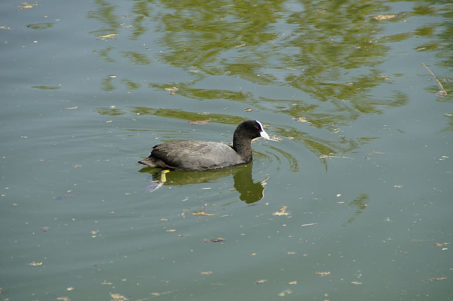 coot, ralle, water bird, black, lake, animal, swim, pond, animal wildlife