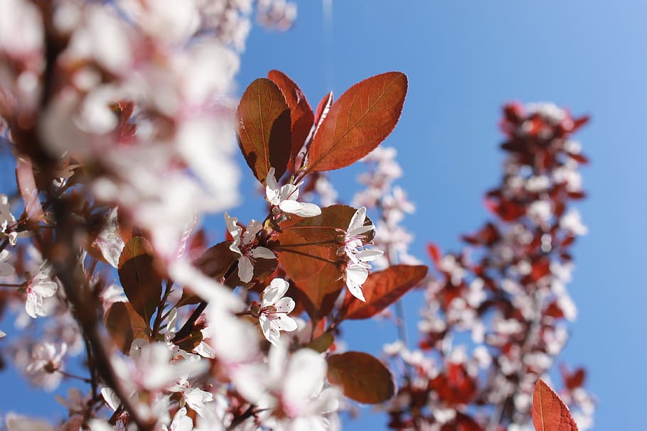 blossom, aalsmeer, blue, plant, flower, fragility, flowering plant HD wallpaper