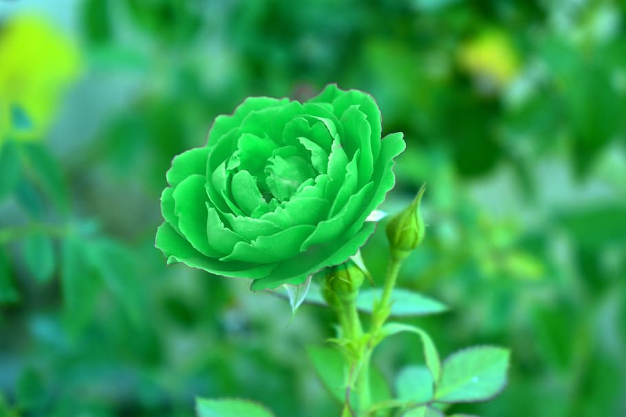 HD wallpaper: green rose, viridescent, verdant, flower, green color, plant  | Wallpaper Flare