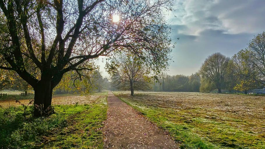 trees and green grass under white clouds and blue sky during daytime, green tree near gray road during daytime HD wallpaper