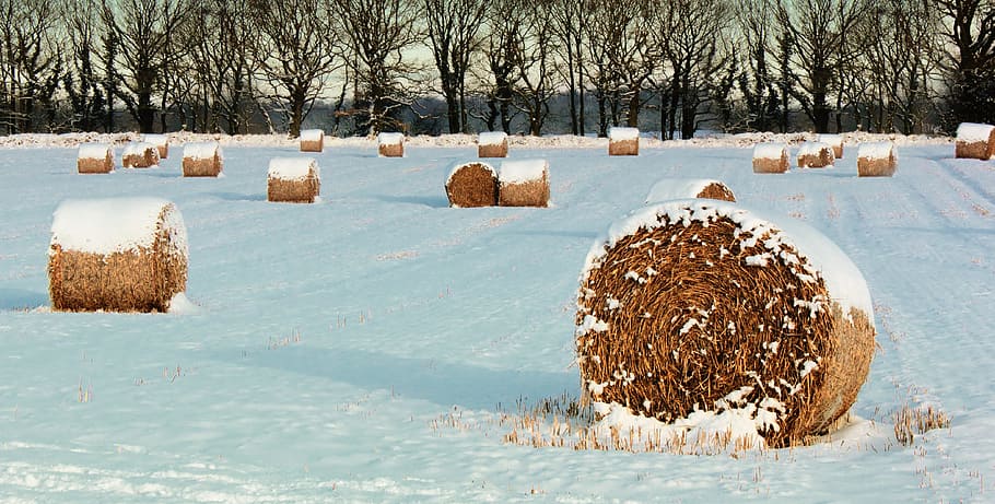 cold, snow, landscape, nature, countryside, environment, farm HD wallpaper