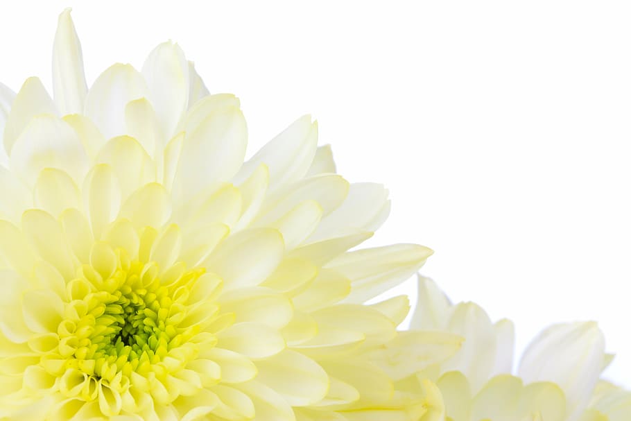 yellow-and-white chrysanthemums in bloom, blossom, border, bright HD wallpaper