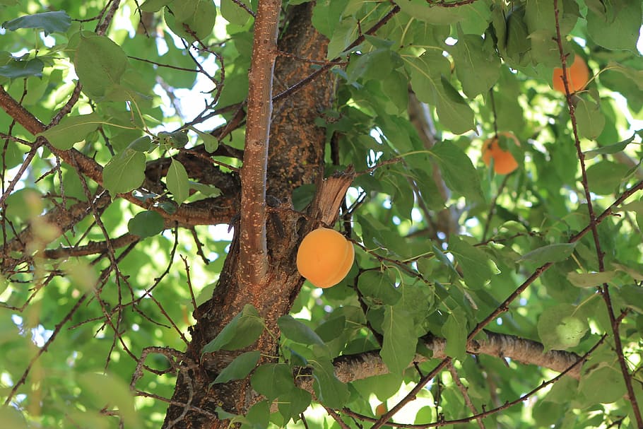 tree, damascus, fruit, plant, growth, food and drink, branch HD wallpaper