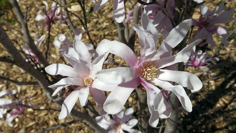 flora, vegetation, nature, tree, magnolia, pink, flowers, branches HD wallpaper