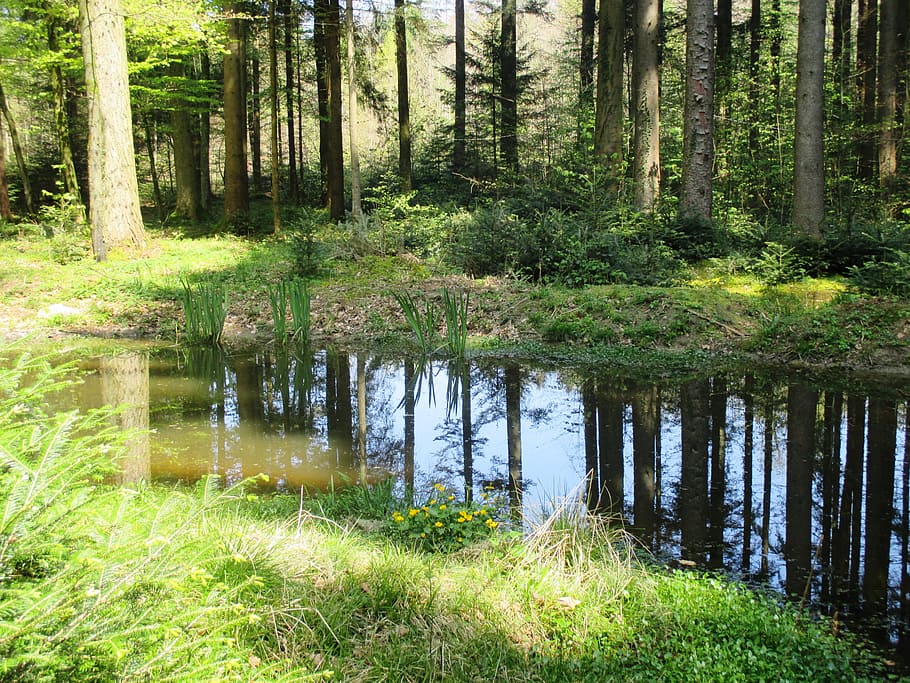 lake surrounded by green plants and trees during daytime, forest HD wallpaper