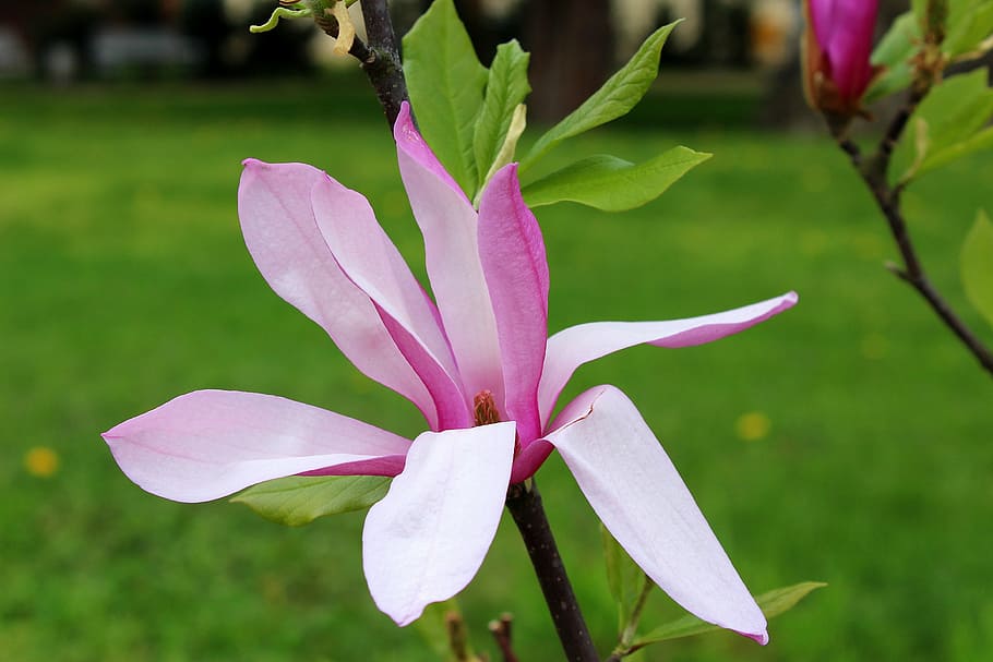 shallow focus photography of pink flower, magnolia, full bloom HD wallpaper
