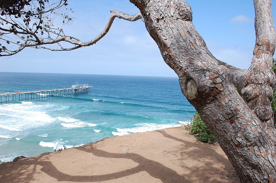 la jolla, san diego, beach, sea, water, tree, sky, beauty in nature, HD wallpaper