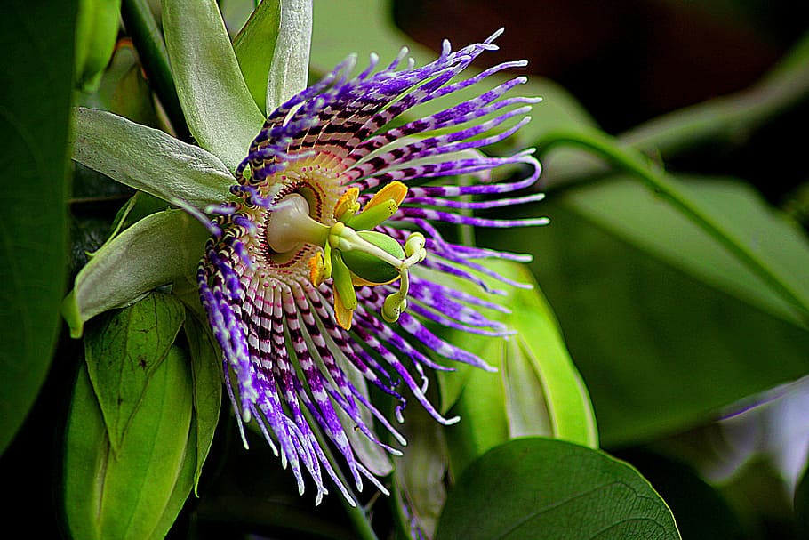 close-up photography of purple and green petaled flower, passiflora edulis