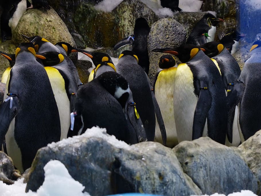 king penguins, penguin group, penguin band, coulter, aptenodytes patagonicus, HD wallpaper
