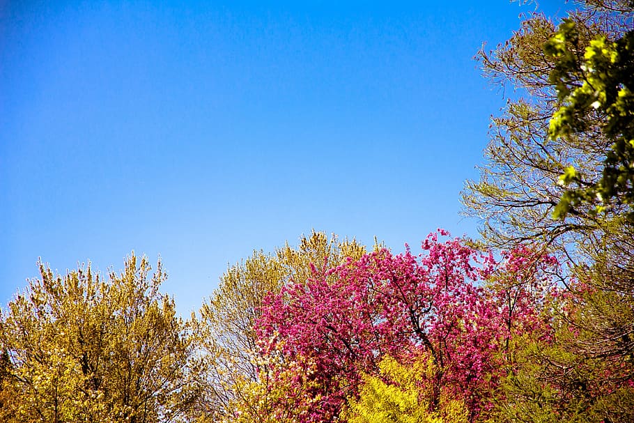 pink leafed tree beside green leafed tree, leaves, sky, flowers HD wallpaper