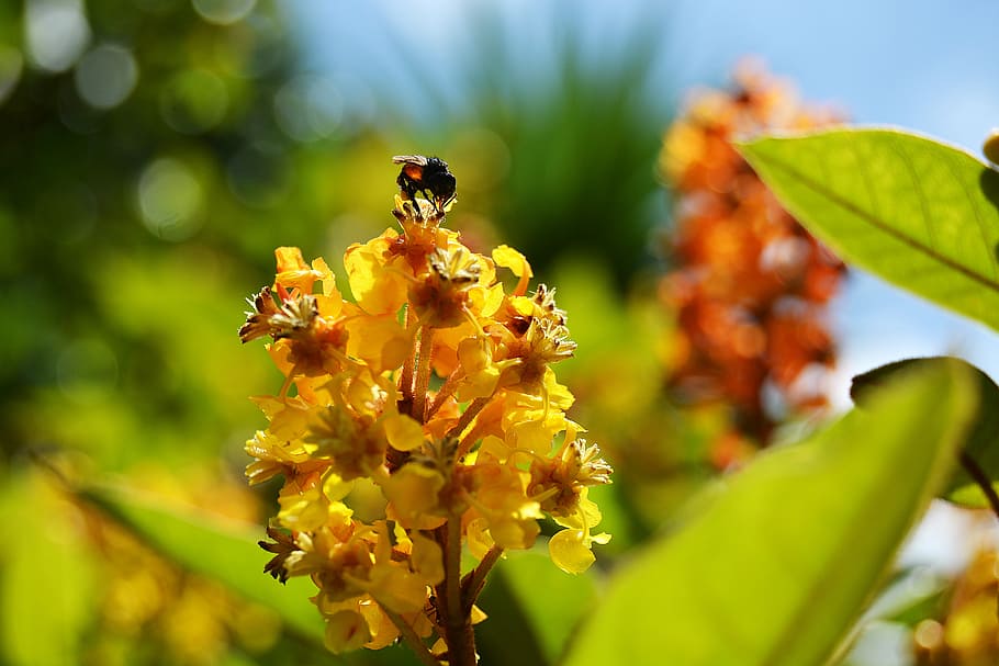 bee, flower, silver, nectar, nature, pollen, yellow, insect HD wallpaper