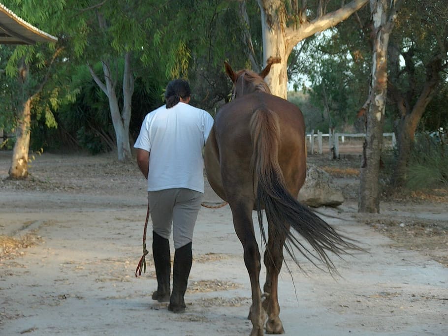 horse, knight, riding, rear view, mammal, vertebrate, tree HD wallpaper