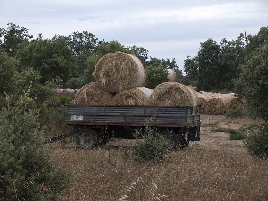 hay, forage, rolls of hay, hay cut, agriculture, work field, HD wallpaper
