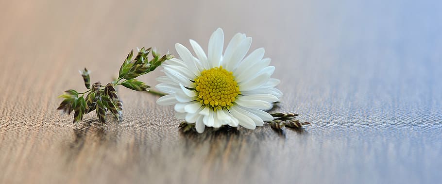 flower, grass, blossom, bloom, white, pointed flower, wood HD wallpaper