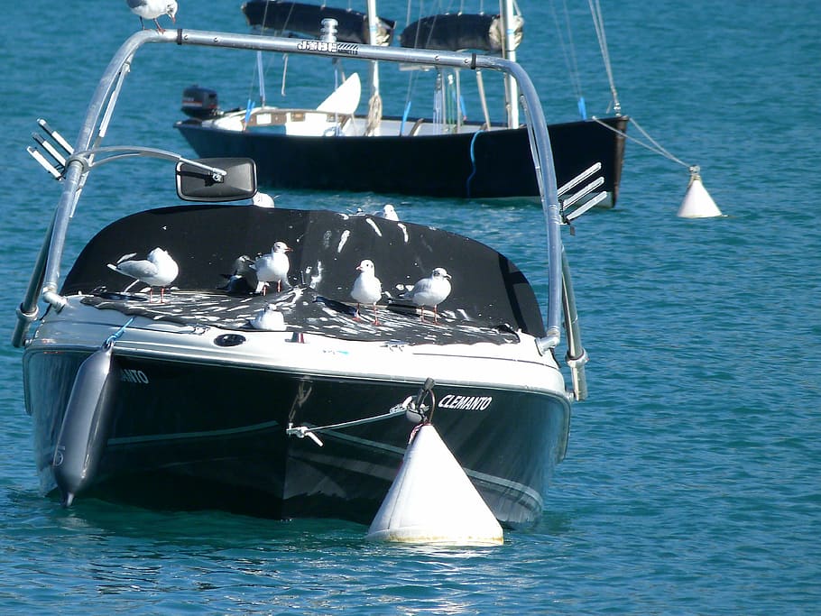 boat, birds, seagulls, rest, white, nautical vessel, mode of transportation HD wallpaper