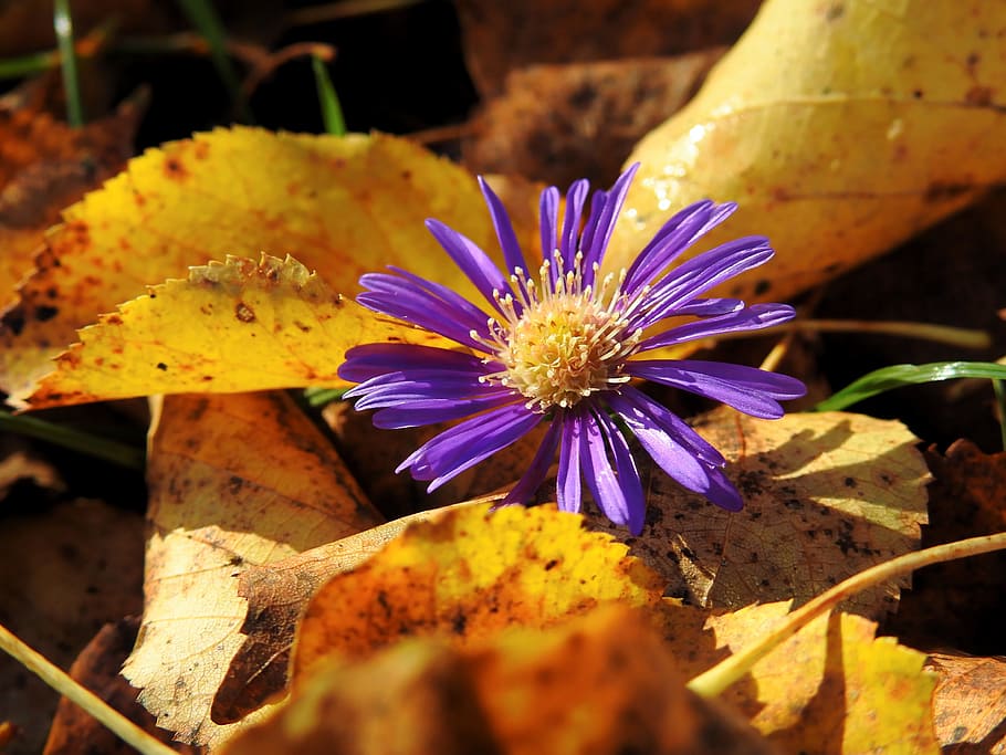 Flower, Blossom, Bloom, Withered, Nature, plant, purple, purple flower HD wallpaper