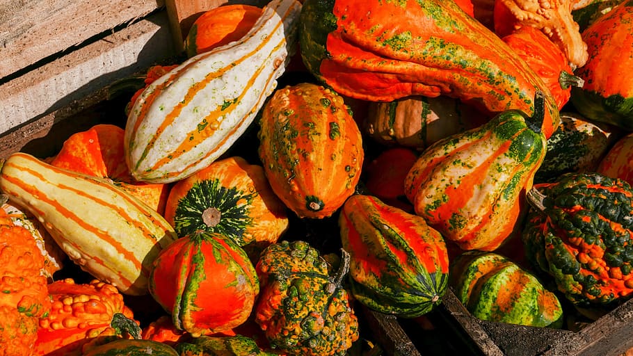 fall, pumpkin, autumn, garden, flowers, nature, leaf, folliage HD wallpaper
