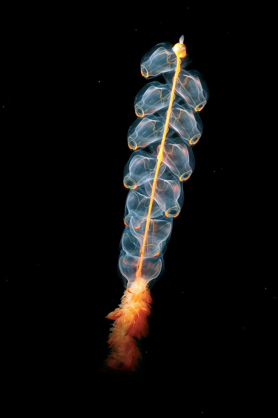 blue and orange deep sea creature, jellyfish, cnidarian, marrus orthocanna