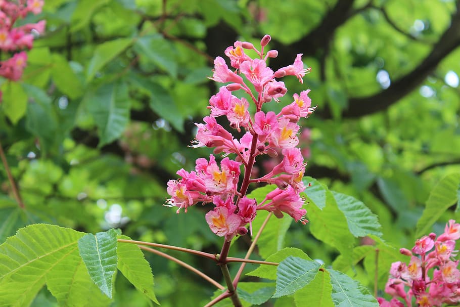 Nature, Blossom, Bloom, Chestnut, may, red, pink, tree, flower HD wallpaper