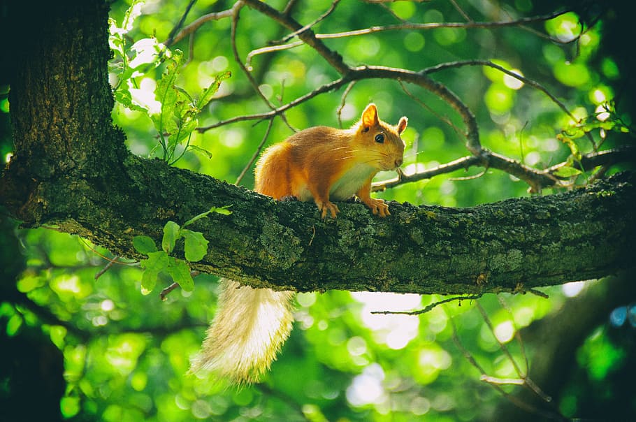 Squirrel, Animals, Nature, animals in nature, wildlife, rodent HD wallpaper