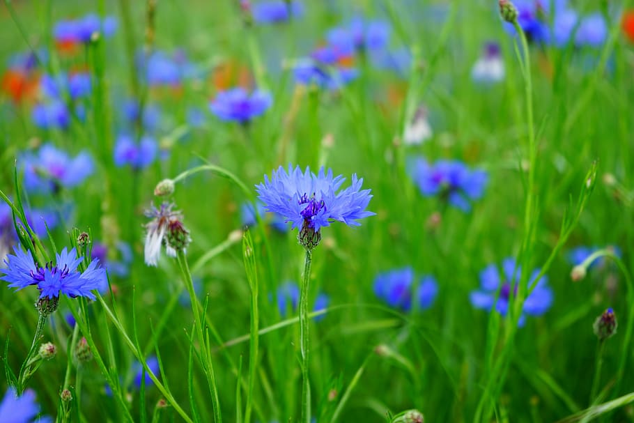 selective focus photograph of blue flower, cornflower, blossom HD wallpaper