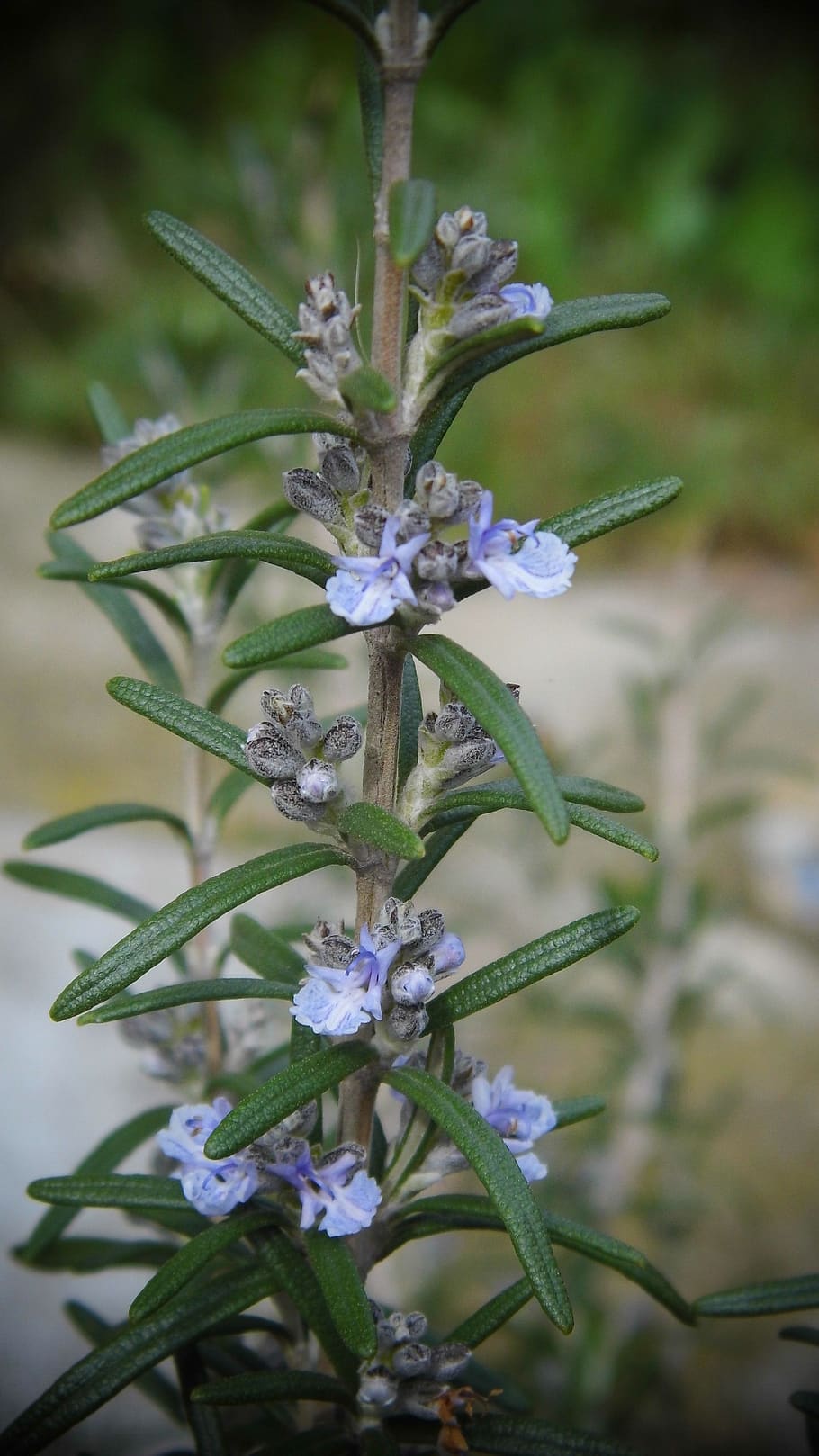 plant, rosemary, flowering plant, beauty in nature, vulnerability HD wallpaper