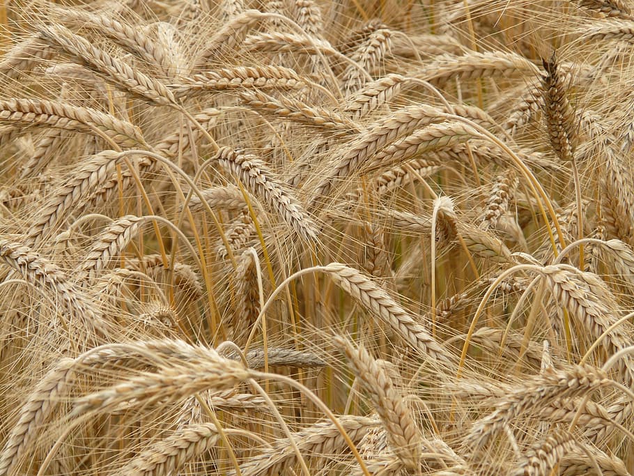 brown wheat field, Spike, Rye, Cereals, Grain, rye field, cornfield HD wallpaper