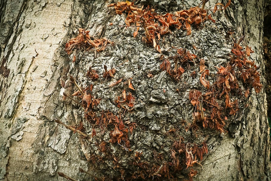 tree, bark, log, leaves, autumn, fall color, golden autumn HD wallpaper